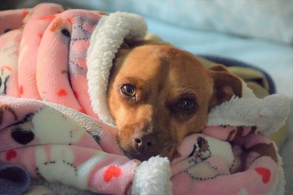 Comment reconnaître les douleurs d'un chien souffrant ?